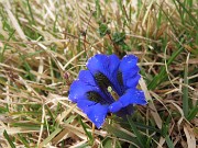 69 Gentiana clusii (Genziana di Clusius)